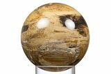 Polished Petrified Wood Sphere - McDermitt, Oregon #308266-1